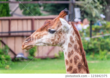 Close-up giraffe head on green leaves background Close-up giraffe head on green leaves background 123842375