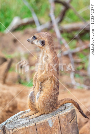 Meerkat, Suricata suricatta, on hind legs. Portrait of meerkat standing on hind legs with alert expression. Portrait of a funny meerkat sitting on its hind legs. Meerkat, Suricata suricatta, on hind legs. Portrait of meerkat standing on hind legs with alert expression. Portrait of a funny meerkat sitting on its hind legs. 123842377