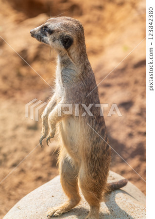 Meerkat, Suricata suricatta, on hind legs. Portrait of meerkat standing on hind legs with alert expression. Portrait of a funny meerkat sitting on its hind legs. Meerkat, Suricata suricatta, on hind legs. Portrait of meerkat standing on hind legs with alert expression. Portrait of a funny meerkat sitting on its hind legs. 123842380