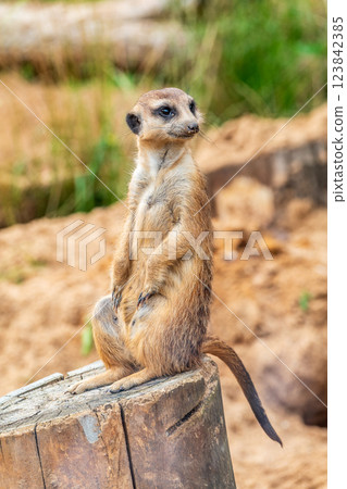 Meerkat, Suricata suricatta, on hind legs. Portrait of meerkat standing on hind legs with alert expression. Portrait of a funny meerkat sitting on its hind legs. 123842385