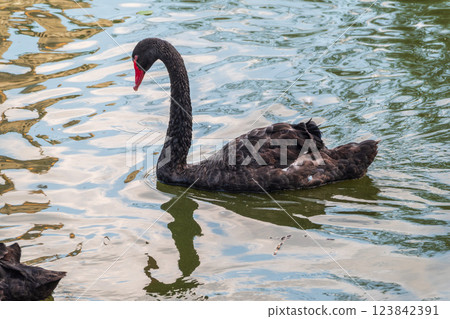 A graceful black swan with a red beak is swimming on a lake with dark green water. Cygnus atratus 123842391
