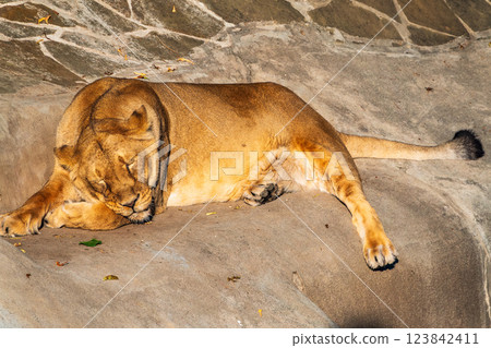 An asian female lion laying on the ground An asian female lion laying on the ground 123842411