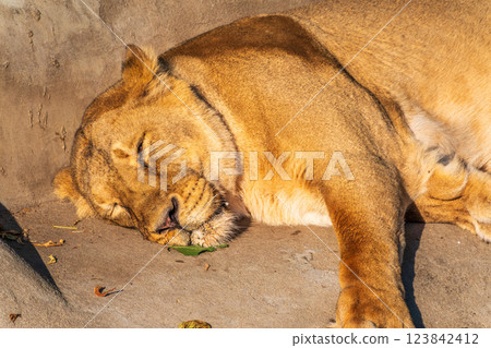 An asian female lion laying on the ground An asian female lion laying on the ground 123842412