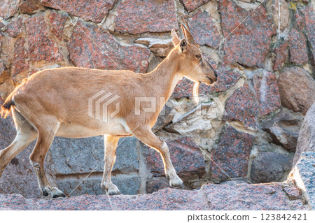 Markhor female on the rock. Latin name - Capra falconeri. Wild goat native to Central Asia, Karakoram and the Himalayas 123842421