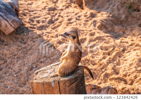 Meerkat, Suricata suricatta, on hind legs. Portrait of meerkat standing on hind legs with alert expression. Portrait of a funny meerkat sitting on its hind legs. 123842426