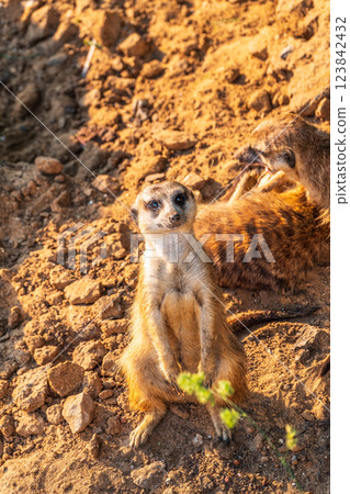 Meerkat, Suricata suricatta, on hind legs. Portrait of meerkat standing on hind legs with alert expression. Portrait of a funny meerkat sitting on its hind legs. Meerkat, Suricata suricatta, on hind legs. Portrait of meerkat standing on hind legs with alert expression. Portrait of a funny meerkat sitting on its hind legs. 123842432