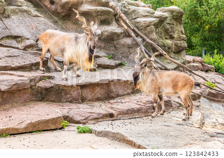 Two markhor males on the rock. Latin name - Capra falconeri 123842433