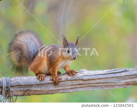 Squirrel sits on a branch in Autumn park 123842501