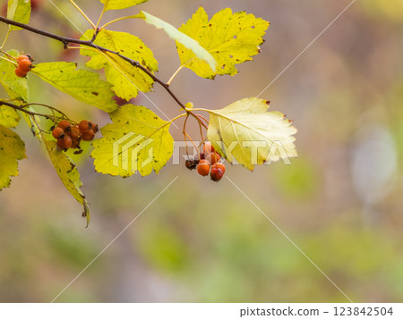 Autumn hawthorn branch with red berries and yellow green leaves on a blury background. Autumn hawthorn branch with red berries and yellow green leaves on a blury background. 123842504