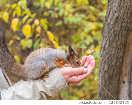 A squirrel in the autumn eats nuts from a human hand. Eurasian red squirrel, Sciurus vulgaris A squirrel in the autumn eats nuts from a human hand. Eurasian red squirrel, Sciurus vulgaris 123842505
