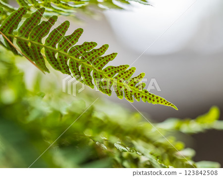 Common polypody fern Polypodium vulgare grows among thick moss. Common polypody fern Polypodium vulgare grows among thick moss. 123842508