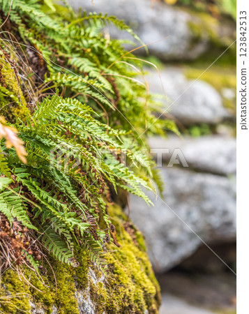 Common polypody fern Polypodium vulgare grows among thick moss. Common polypody fern Polypodium vulgare grows among thick moss. 123842513