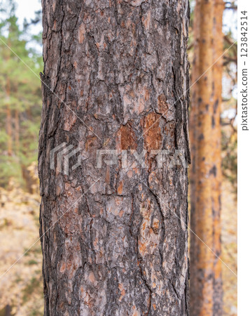 Old wood pine bark texture or background. 123842514