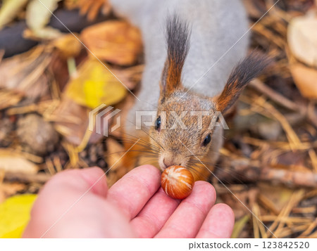 A squirrel in the autumn eats nuts from a human hand. Eurasian red squirrel, Sciurus vulgaris A squirrel in the autumn eats nuts from a human hand. Eurasian red squirrel, Sciurus vulgaris 123842520