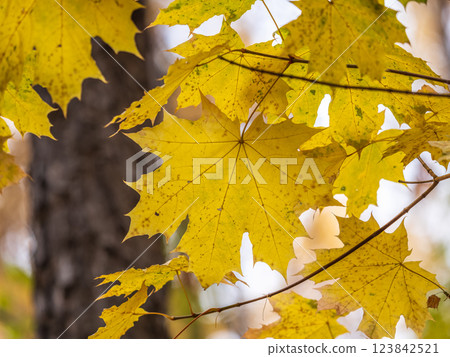 Maple branches with yellow leaves in autumn, in the light of sunset. Maple branches with yellow leaves in autumn, in the light of sunset. 123842521