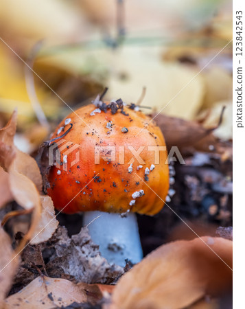 Autumn background. amanita muscaria mushroom in autumn forest. harvest fungi concept. Fly agaric, wild poisonous red mushroom in yellow-orange fallen leaves Autumn background. amanita muscaria mushroom in autumn forest. harvest fungi concept. Fly agaric, wild poisonous red mushroom in yellow-orange fallen leaves 123842543
