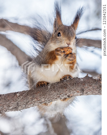The squirrel with nut sits on tree in the winter or late autumn 123842551