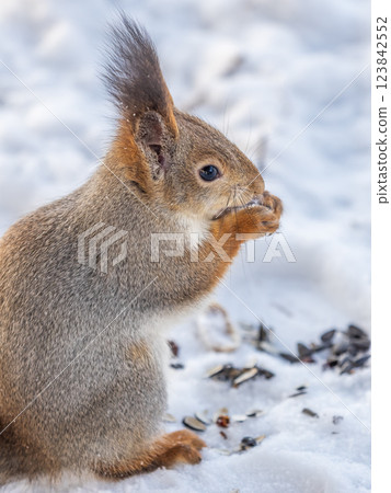 The squirrel in winter sits on white snow. The squirrel in winter sits on white snow. 123842552