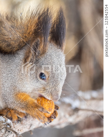 The squirrel with nut sits on tree in the winter or late autumn 123842554