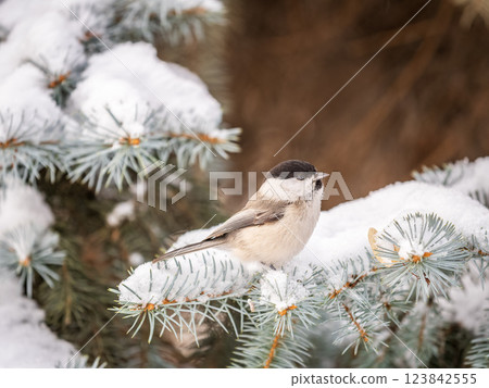 Cute bird the willow tit, song bird sitting on the fir branch with snow in winter 123842555