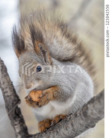 The squirrel with nut sits on tree in the winter or late autumn 123842556