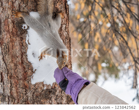 Girl feeds a squirrel with nuts at winter. Caring for animals in winter or autumn. 123842562