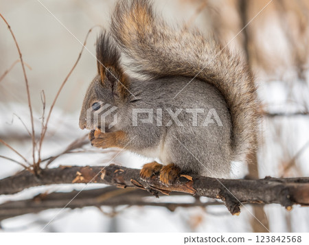The squirrel with nut sits on tree in the winter or late autumn 123842568