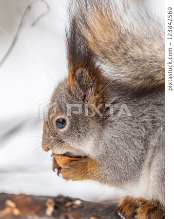 The squirrel with nut sits on tree in the winter or late autumn The squirrel with nut sits on tree in the winter or late autumn 123842569