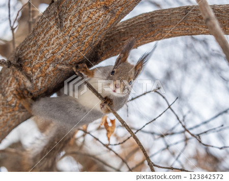 The squirrel with nut sits on tree in the winter or late autumn 123842572