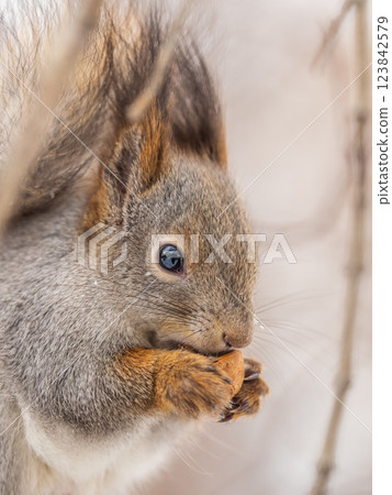 The squirrel with nut sits on tree in the winter or late autumn The squirrel with nut sits on tree in the winter or late autumn 123842579