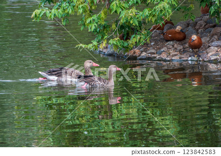 Two greylag goose are swimming on the surface of the pond. Anser anser 123842583