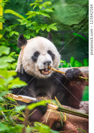 The Giant Panda Bear sits while eating a bamboo stalk 123842584