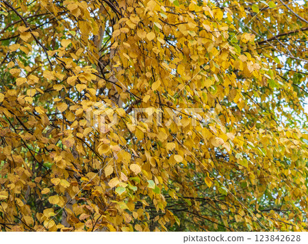 Orange and yellow fallen leaves in the sunlight. 123842628