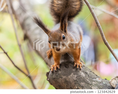 Portrait of a squirrel on a tree trunk 123842629