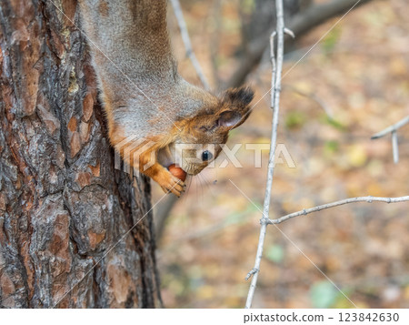 Portrait of a squirrel on a tree trunk 123842630