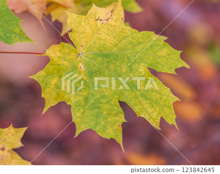 Maple branches with yellow leaves in autumn, in the light of sunset. 123842645