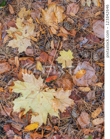 Orange and yellow fallen leaves in the sunlight. 123842646