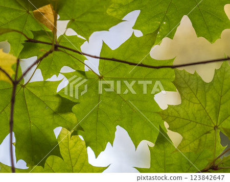 Maple branches with yellow leaves in autumn, in the light of sunset. 123842647