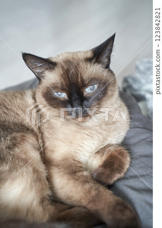 Adorable siamese cat relaxing indoors with striking blue eyes and soft brown Adorable siamese cat relaxing indoors with striking blue eyes and soft brown 123842821