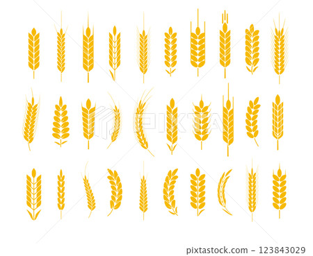 Wheat and rye logo ears. Barley rice grains and elements for beer or organic agricultural food. Vector Wheat and rye logo ears. Barley rice grains and elements for beer or organic agricultural food. Vector 123843029