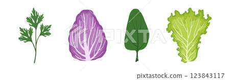 Leaf Green Vegetable for Fresh Salad Vector Set 123843117