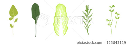 Leaf Green Vegetable for Fresh Salad Vector Set Leaf Green Vegetable for Fresh Salad Vector Set 123843119