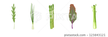 Leaf Green Vegetable for Fresh Salad Vector Set 123843121