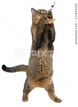 Adult gray cat jumping and playing with toy on isolated background, funny animal 123843294