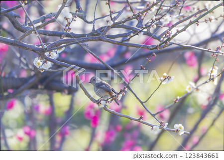 Yobitaki stuck in a plum tree 123843661