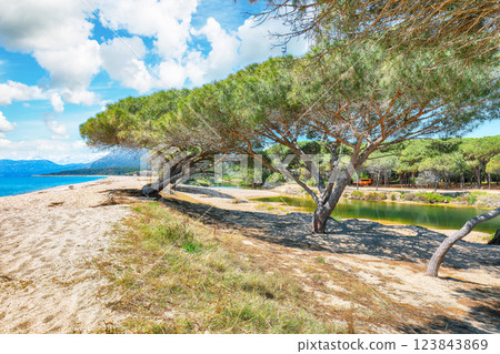 Remarkable view of Maritime pine trees and Osala Beach in national park Stagno Longu. 123843869