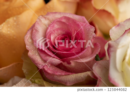 bouquet of roses of different colors close up 123844082
