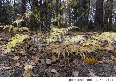 yellowed drying fern in a mixed forest in cloudy weather yellowed drying fern in a mixed forest in cloudy weather 123844144