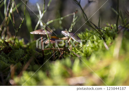 a white mushroom with a black part on the cap in the forest 123844187