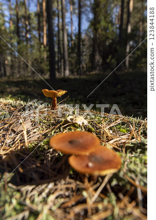 orange parasitic mushrooms growing on a broken tree 123844188